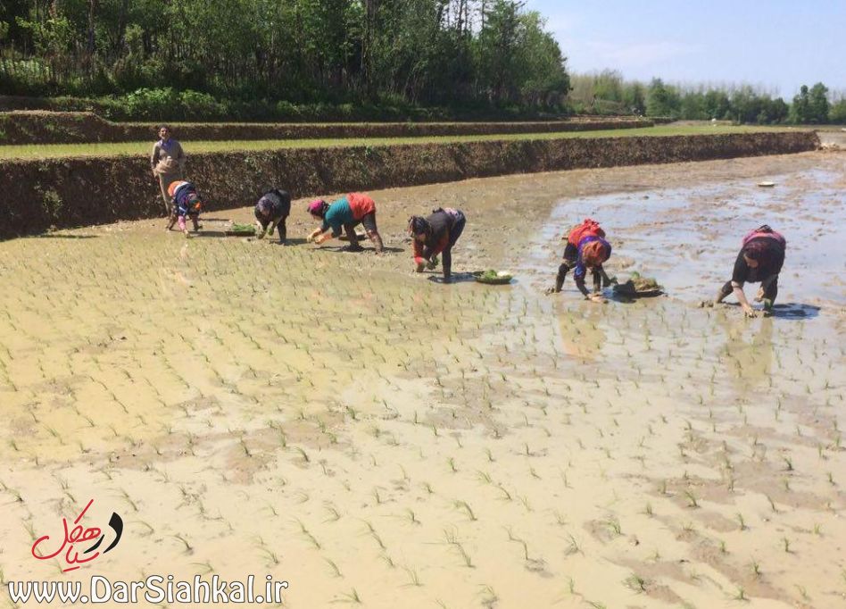 nesha_berenj_dar_siahkal (4)