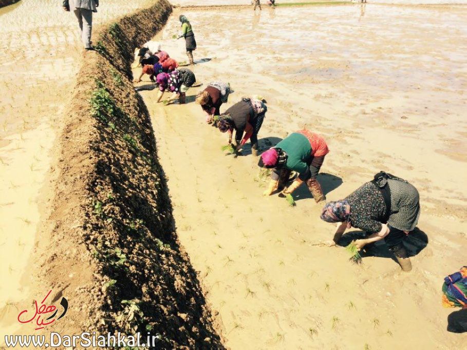 nesha_berenj_dar_siahkal (5)