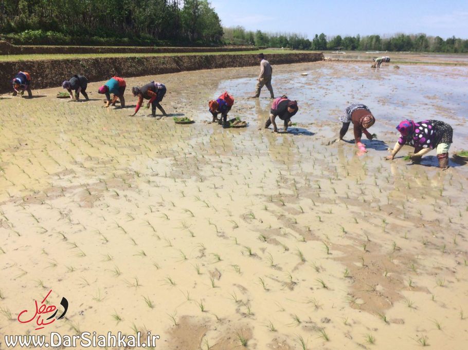 nesha_berenj_dar_siahkal (6)