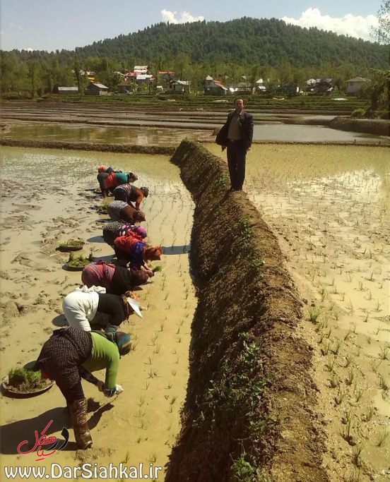 nesha_berenj_dar_siahkal (7)
