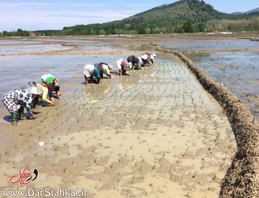 nesha_berenj_dar_siahkal (8)