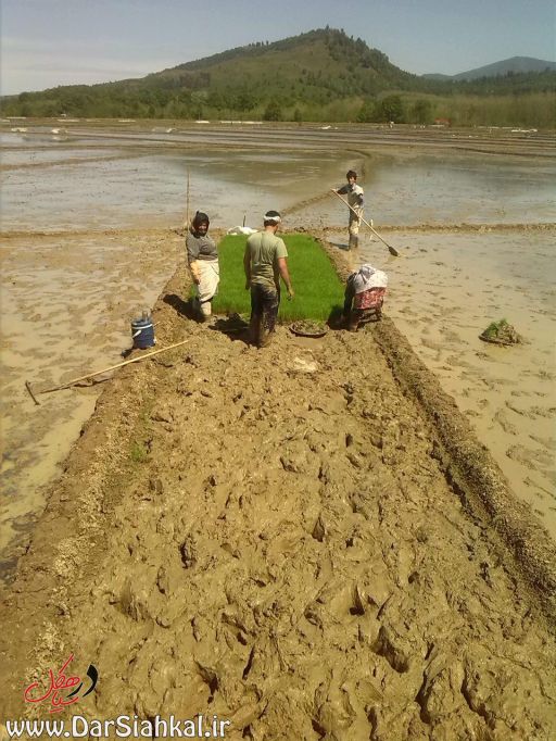 nesha_berenj_dar_siahkal (9)