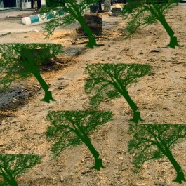 قطع بیش از ۷۰ اصله درخت کمتر از ۲۰ روز در آستانه‌اشرفیه +عکس