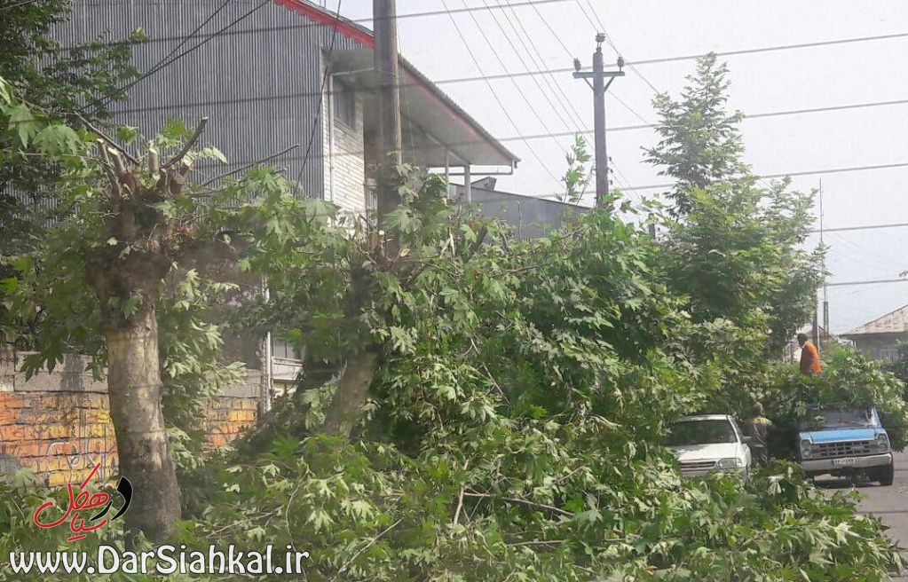 خاطره ای تلخ از نقص عضو درخت های چنار سیاهکل که تکرار شد+تصاویر