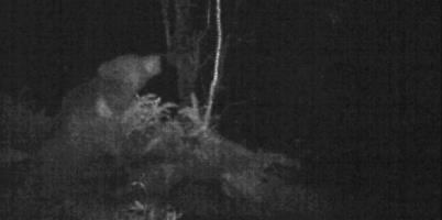 تصویر یک قلاده خرس در جنگل‌های سیاهکل ثبت شد