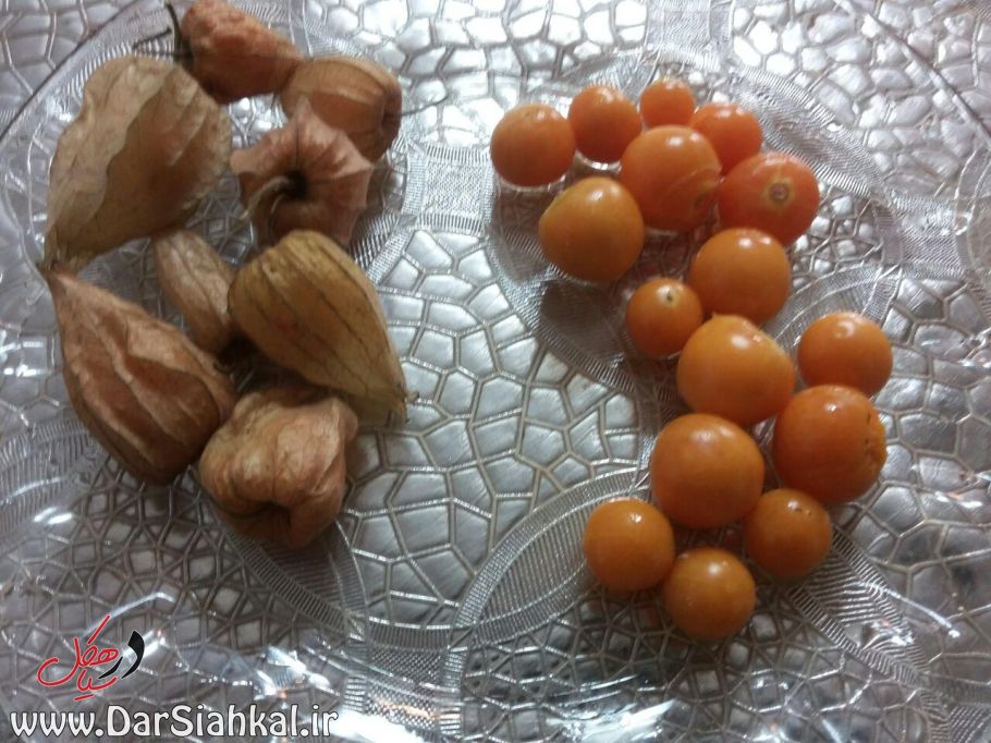 فیسالیس در سیاهکل (۱)