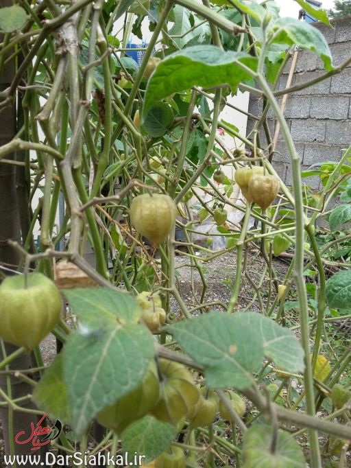 فیسالیس در سیاهکل (۲)