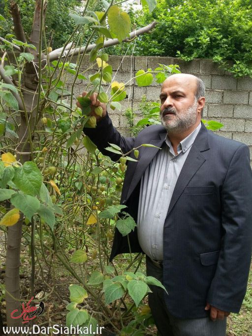 فیسالیس در سیاهکل (۴)