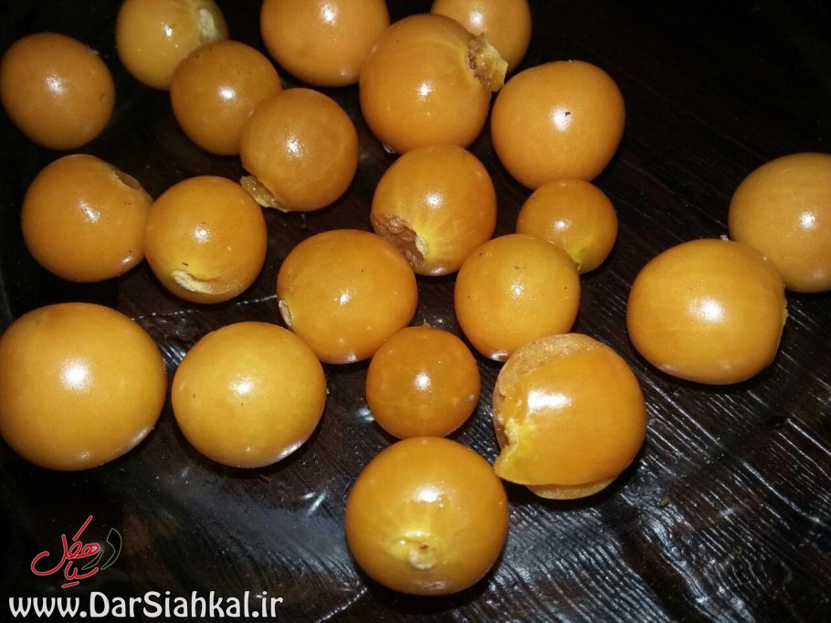 فیسالیس در سیاهکل (۵)