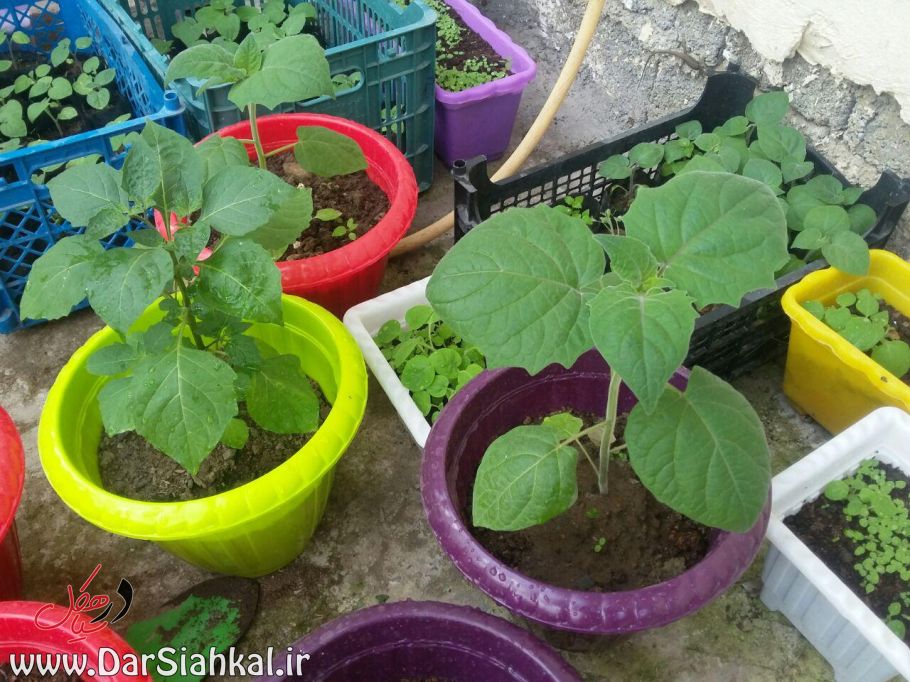 فیسالیس در سیاهکل (۷)