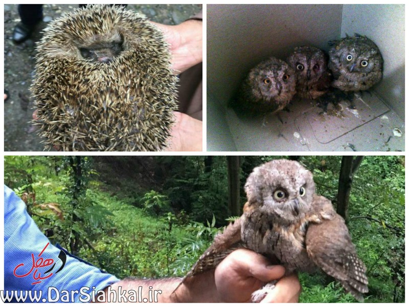 رهاسازی ۴ مرغ حق و یک جوجه تیغی در مناطق جنگلی سیاهکل+عکس
