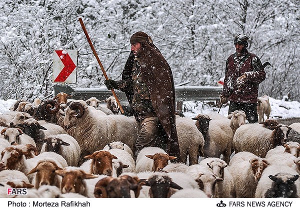 کوچ پاییزه ۸۰ درصد دامداران منطقه دیلمان و پیرکوه انجام شد