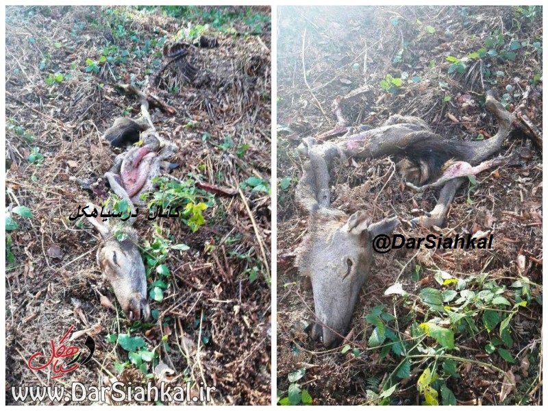 کشف لاشه یک رأس مرال ماده در جنگل های سیاهکل+عکس