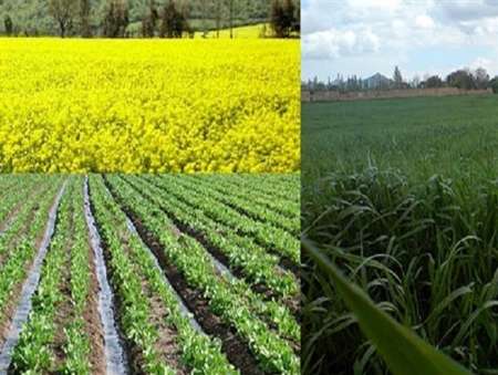 ۸۰ درصد اراضی کشاورزی دیلمان و پیرکوه زیر کشت پاییزه رفت