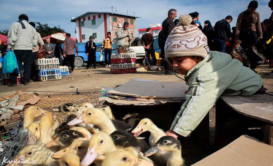 فروش پرندگان در بازارهای محلی سیاهکل ممنوع/ افزایش آگاهی موجب کنترل آنفلوانزای پرندگان می شود