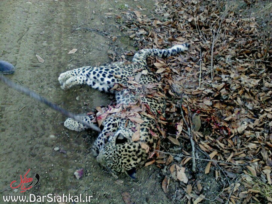 کشف لاشه یک قلاده پلنگ دریده شده در سیاهکل+عکس