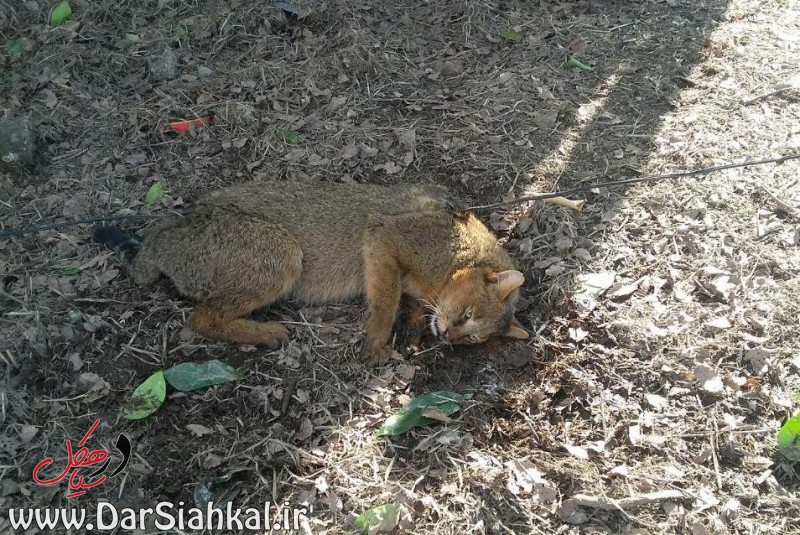 گربه وحشی (۱)