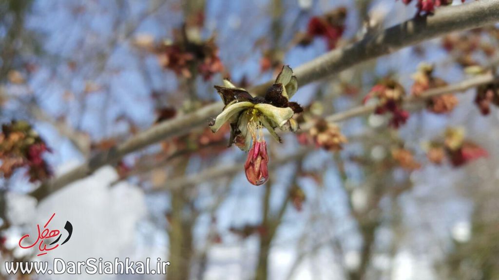 برف سیاهکل و دیلمان (۶)