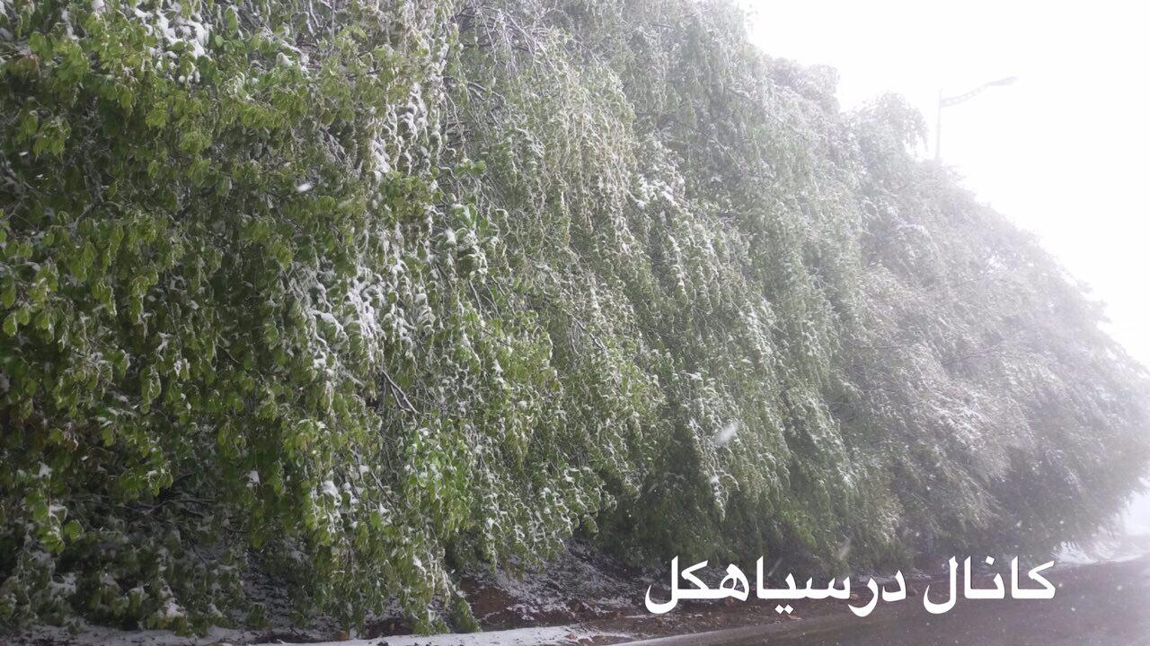 سرما و بارش برف بهار دیلمان را زمستانی کرد