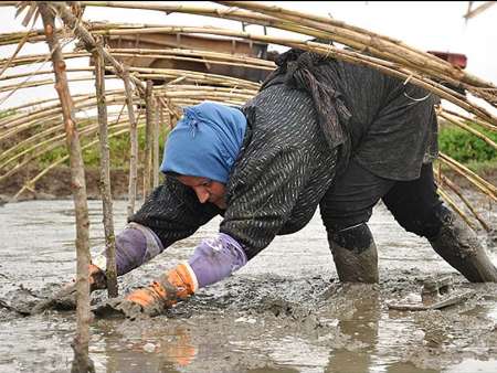 خزانه گیری برنج در ۱۰ درصد از شالیزارهای سیاهکل انجام شد