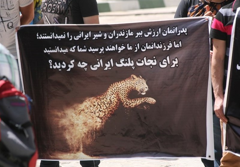 خانم ابتکار! کاهش ۴۵ درصدی تلفات پلنگ دروغ است