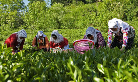 ۸۲ درصد مطالبات چای‌کاران سیاهکلی پرداخت شد