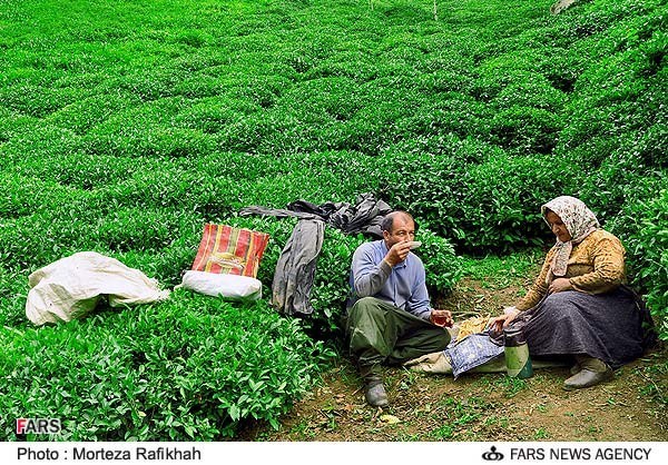 برگ سبز بهاری باغات چای در سیاهکل آماده برداشت شد