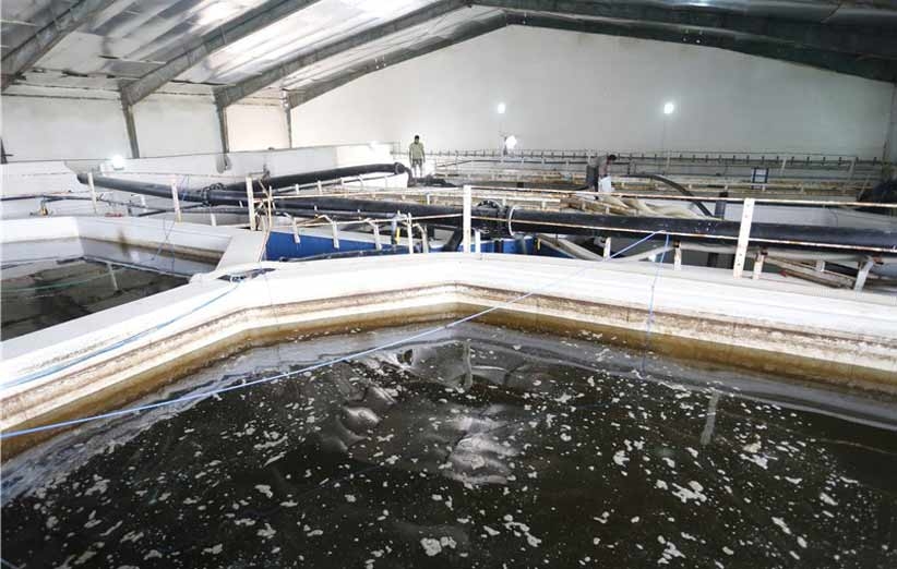 اجرای موفق طرح تغذیه دستی بچه ماهیان سوف در سیاهکل