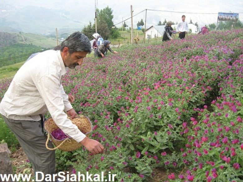 برداشت محصول گل گاو زبان در سیاهکل آغاز شد