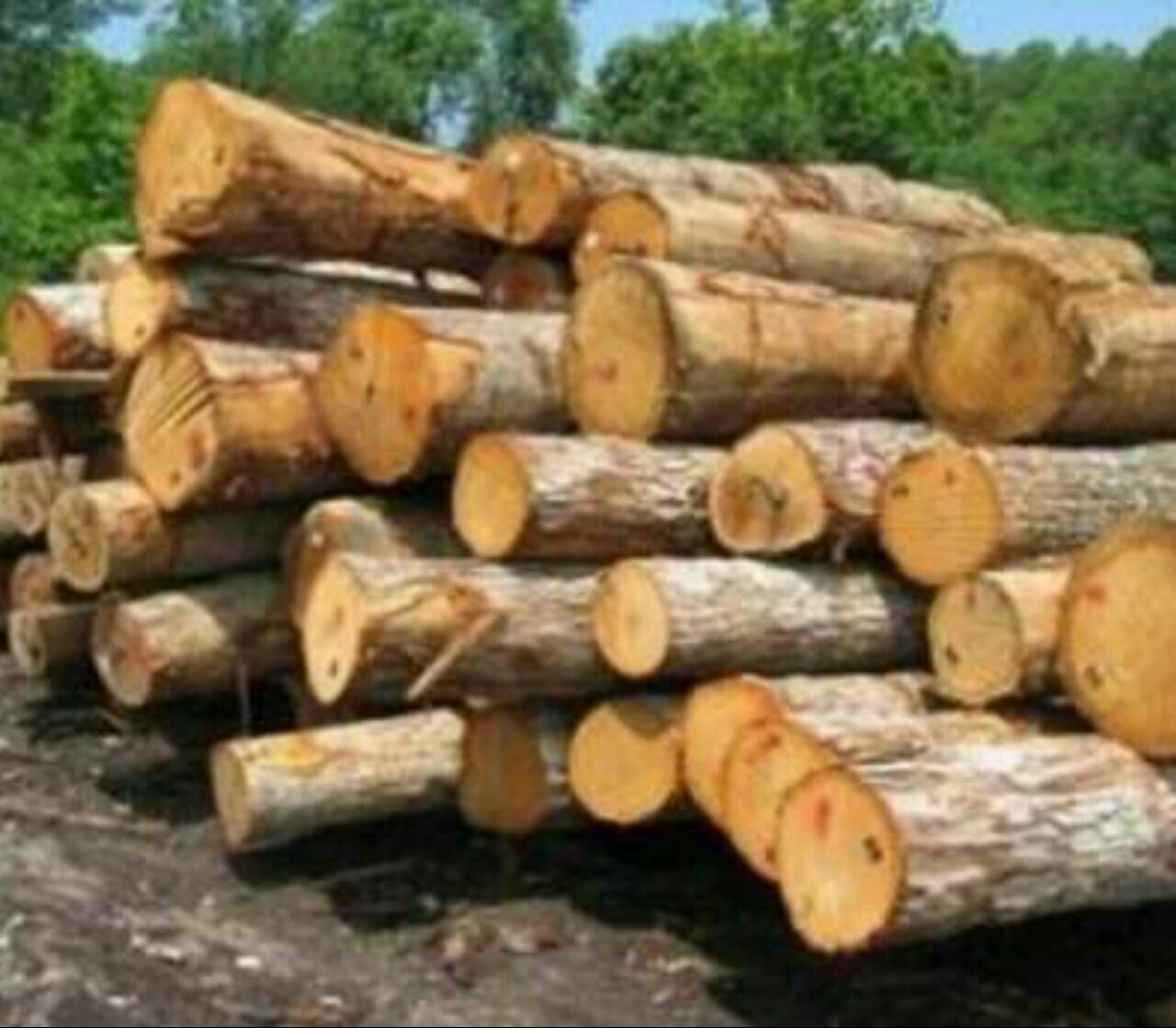 کشف ۱۵تن چوب جنگلی قاچاق در لاهیجان