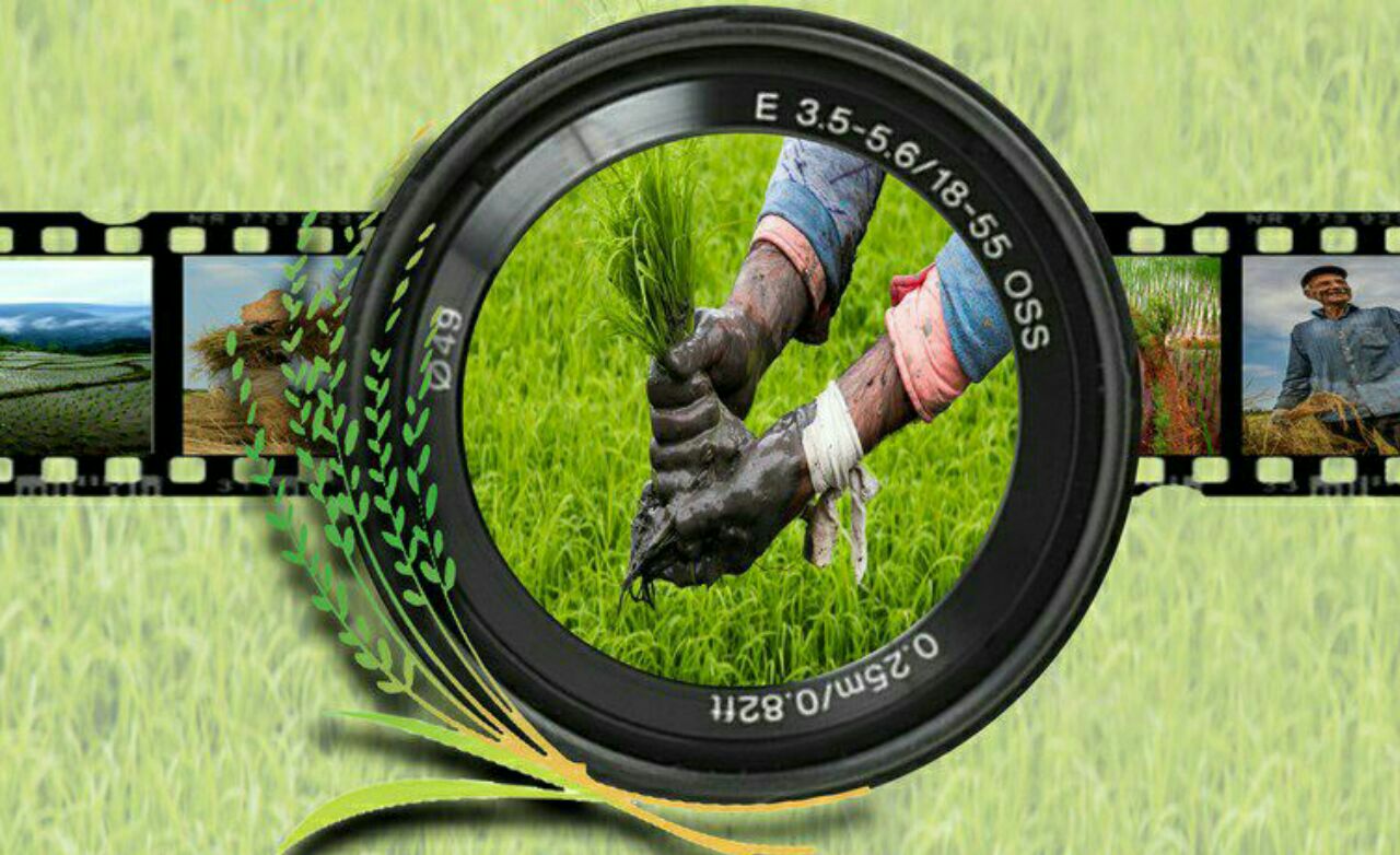 فراخوان دومین دوره مسابقه عکاسی جشنواره شکرانه برداشت برنج سیاهکل