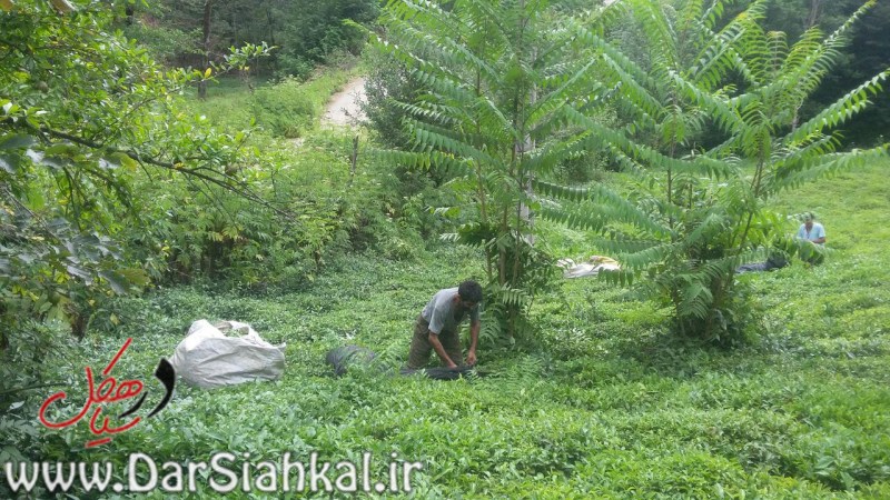 باغهای رهاشده قابلبرگشت به چرخه تولید چای هستند