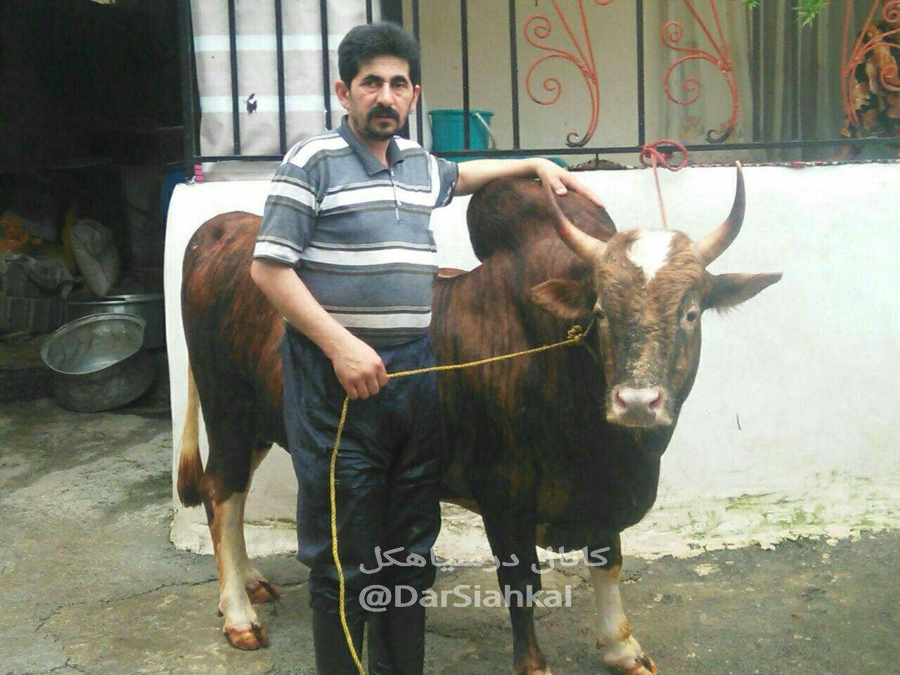 حضور دامداران سیاهکلی در نخستین جشنواره گاو بومی گیلان