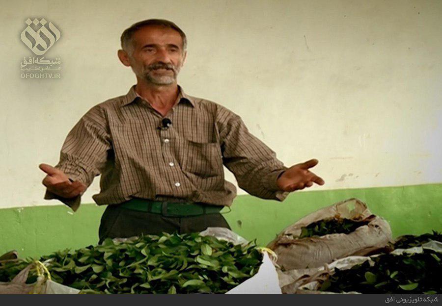 بسیاری از چای‌کاران دستفروشی می‌کنند/ برای بیمه محصول هم پول نداریم