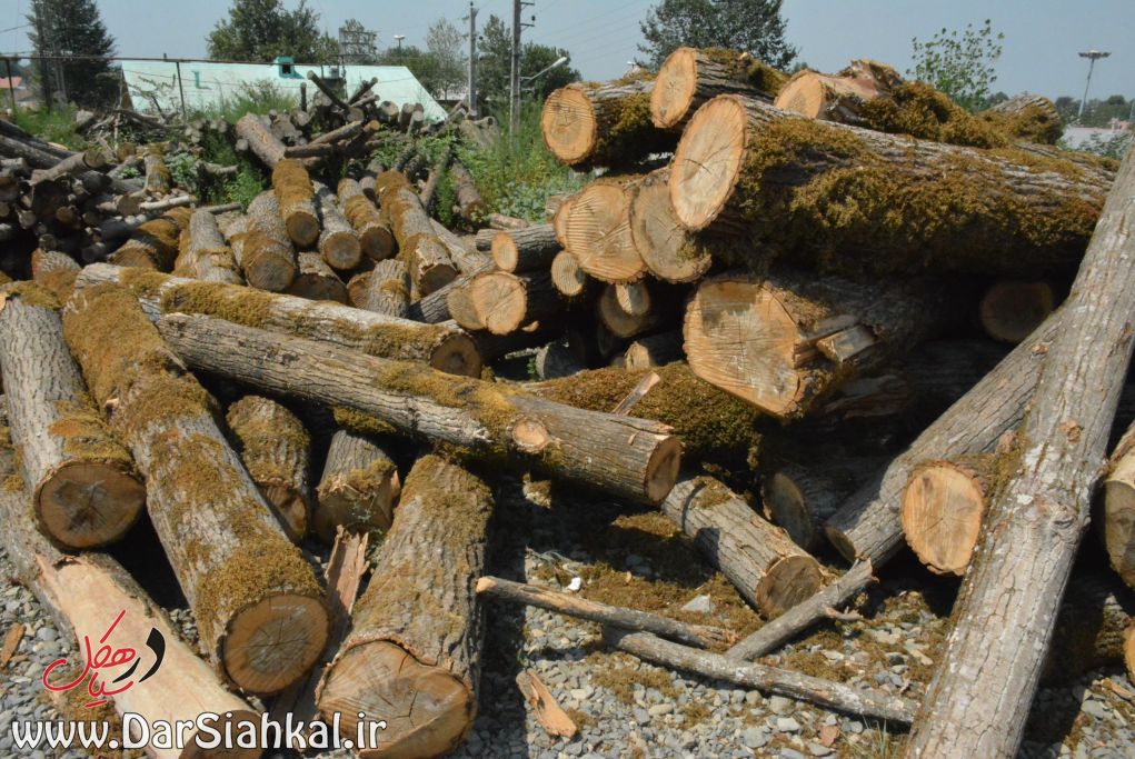 کشف ۱۰ تن چوب جنگلی قاچاق در سیاهکل