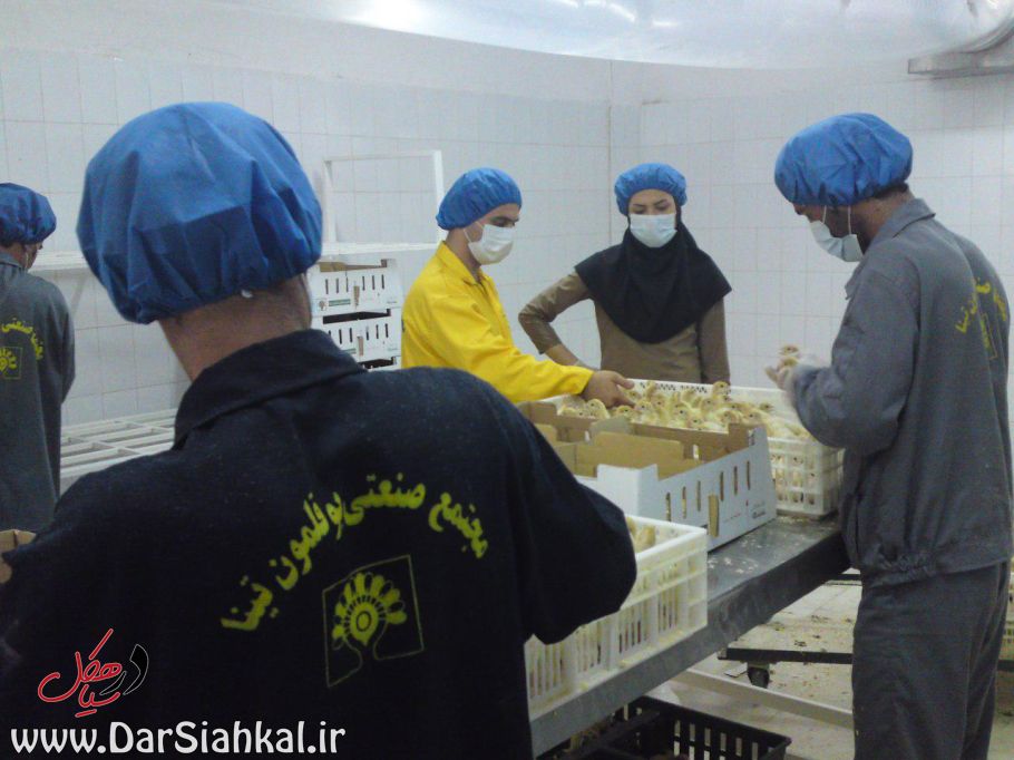 نظارت بهداشتی بر تولید نخستین جوجه‌کشی بوقلمون ایران در سیاهکل