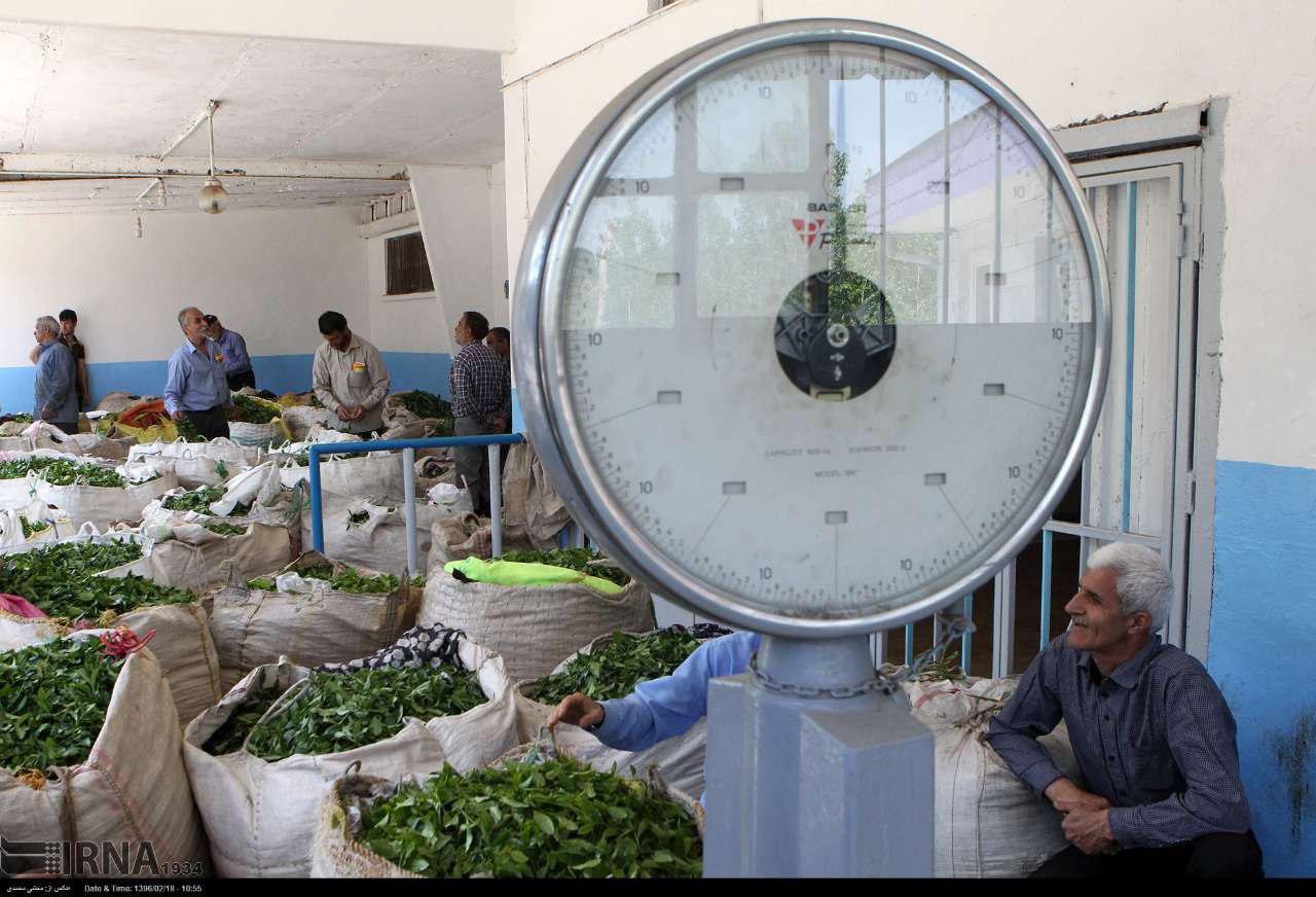 تمامی مطالبات چای‌کاران سیاهکل پرداخت شد