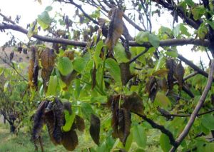 آسیب حدود ۱۱ هزار هکتار از باغات گیلان در پی سرمای اخیر