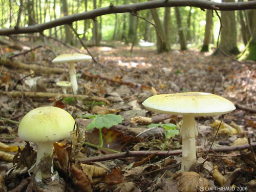 سم قارچ‌ها، با پخته شدن از بین نمی‌رود