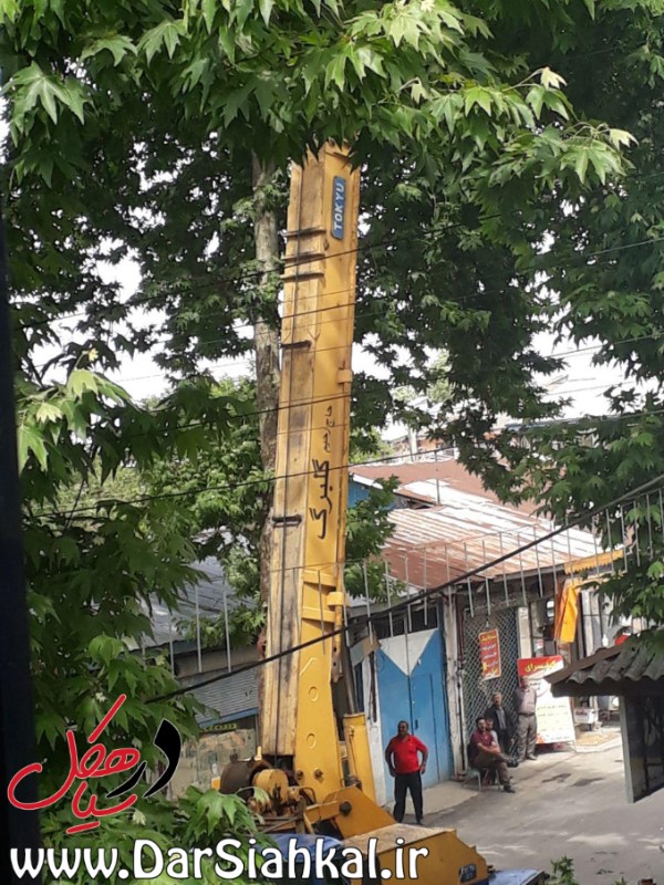 متن اطلاعیه شهرداری سیاهکل در خصوص قطع درختان