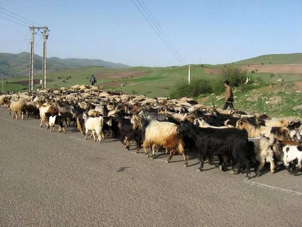 ۸۰ درصد دامداران سیاهکلی کوچ بهاره خود را انجام داده اند