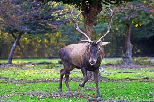 انقراض حیوانات به خاطر هجوم آلاینده ها به زیستگاه های شمال کشور/ نگذاریم مرال گیلان بی خانمان شود