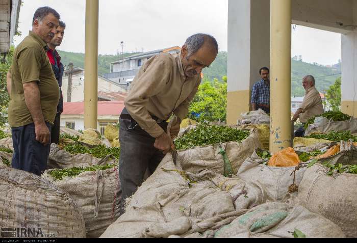 بیش از ۸۳۶میلیارد ریال از مطالبات چایکاران پرداخت شد