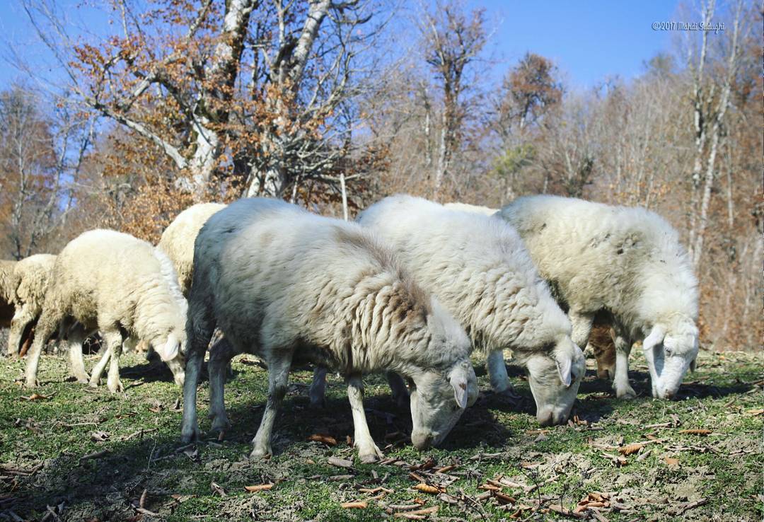 شیوع بیماری ویروسی بلوتانگ در مناطق جنگلی سیاهکل و دیلمان