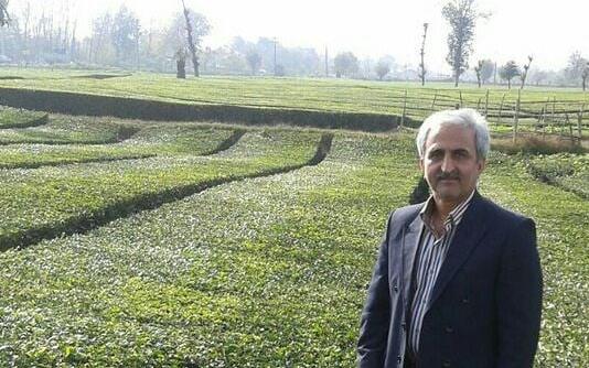 واردات غیر رسمی ۳۰ هزار تن چای در سال