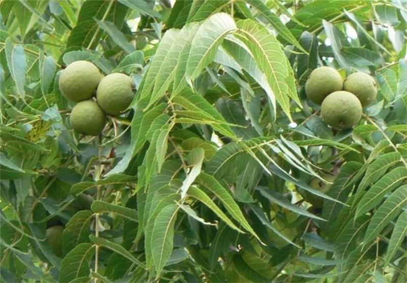 محصول باغات گردوی گیلان ۵۰ درصد کاهش یافت