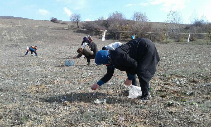 شکفتن گل زعفران بر فراز کوه‌های دیلمان