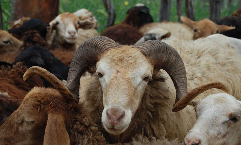 توصیههای بهداشتی برای پیشگیری از شیوع تب کنگو در عید قربان/ مصرف جگر خام اکیدا ممنوع است