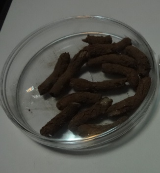 مبارزه با کانونهای ملخ بومی مراکشی در سیاهکل