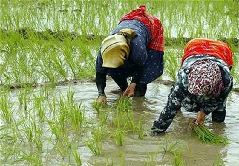 نخستین نشای دستی برنج در فصل زراعی جدید انجام شد